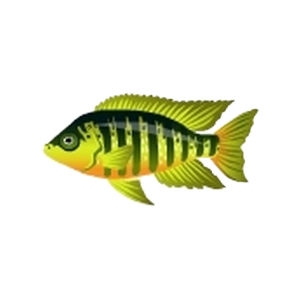 Apple Peacock Cichlid